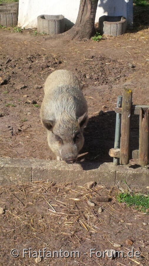 Schweinealarm