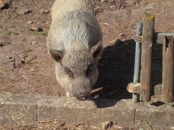 Schweinealarm