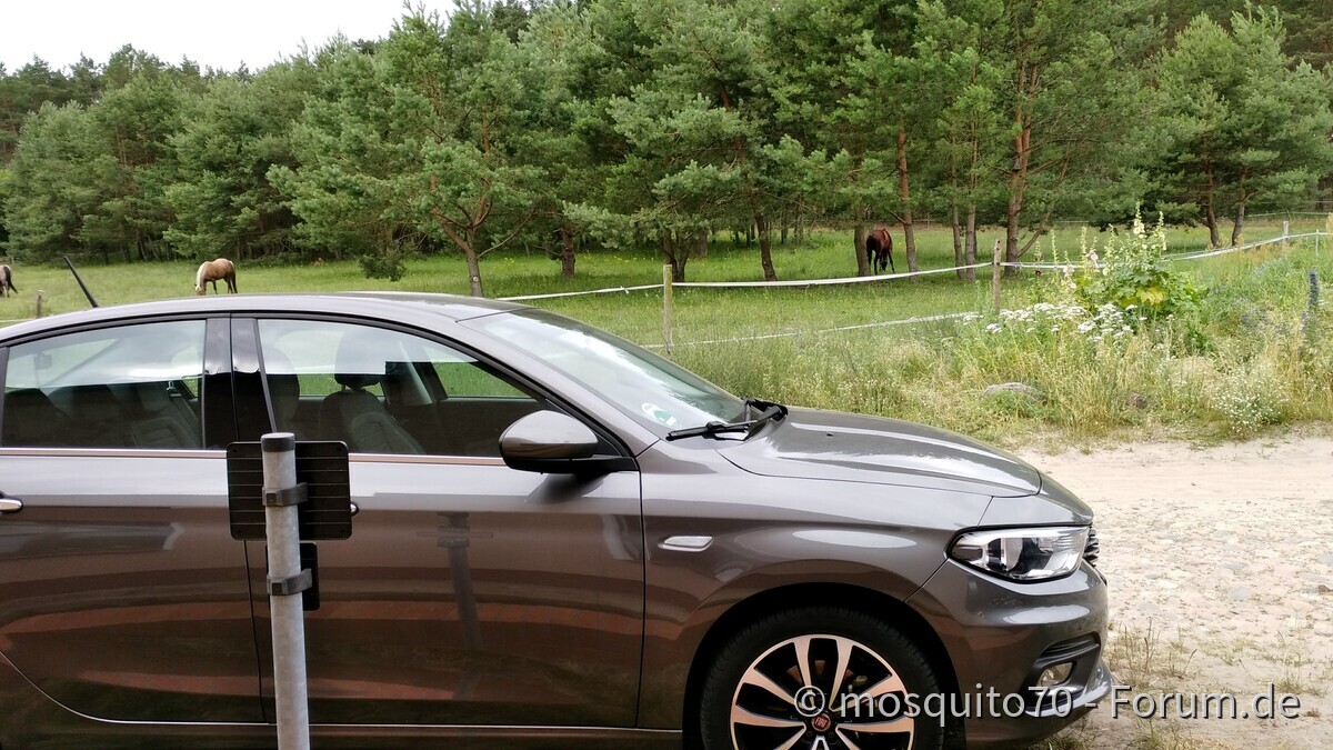 Mein Tipo und andere Pferdchen