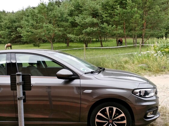 Mein Tipo und andere Pferdchen