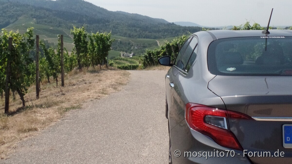 Der Tipo und die Weinberge über Durbach