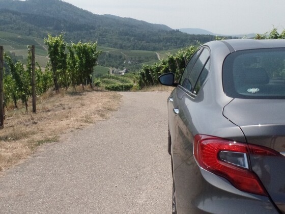 Der Tipo und die Weinberge über Durbach