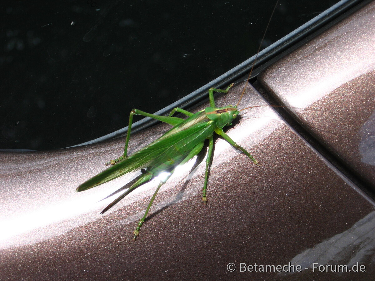 Tierischer Mitfahrer