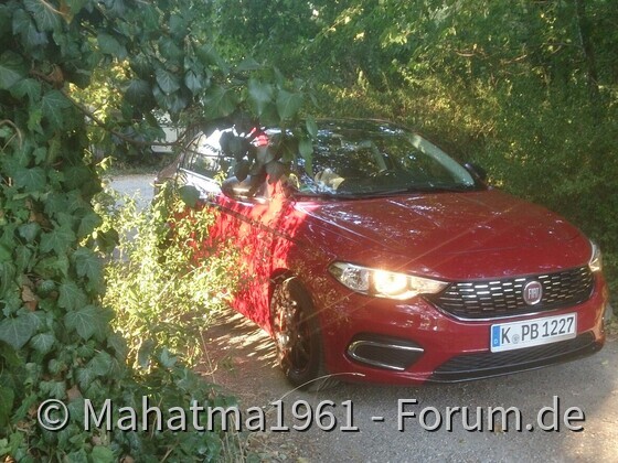 Morgendliche Waldbesichtigung