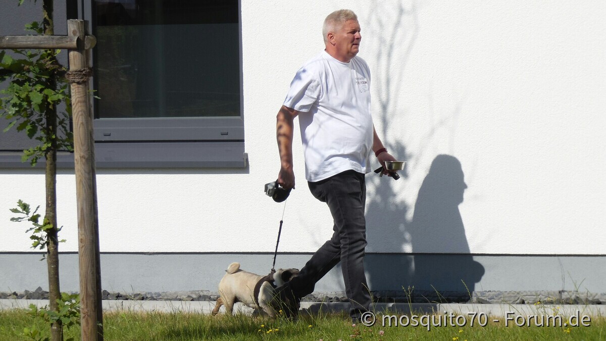 Mops mit Thomas