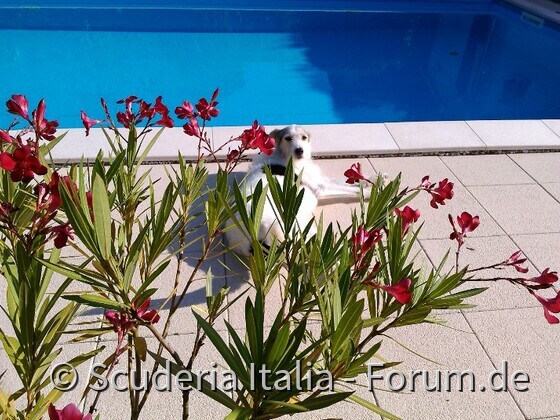 Mein Zottelschatz Kira beim Sonnenbaden