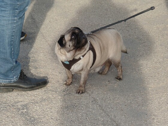 Tipo Treffen an der Classic Remise in Düsseldorf