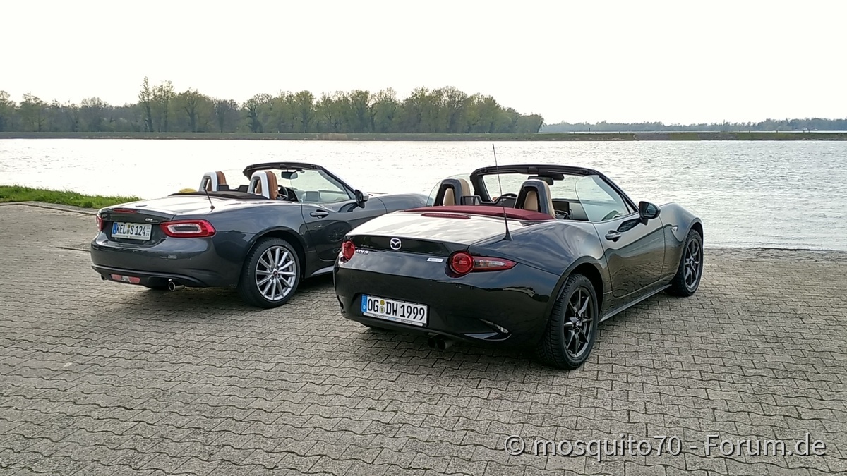 Ausritt zum Rhein