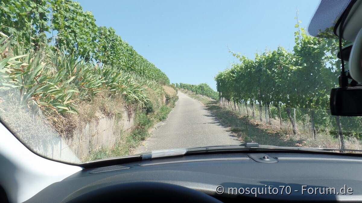 Der Tipo und die Weinberge über Durbach