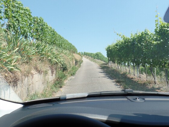 Der Tipo und die Weinberge über Durbach