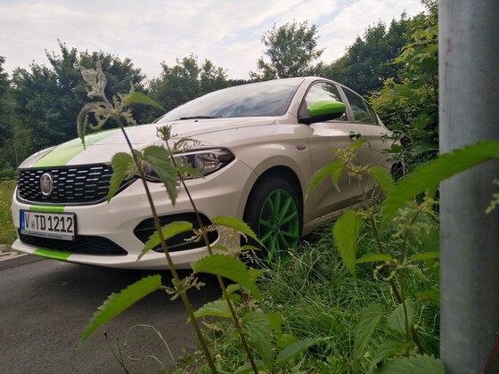 Green white Tipo
