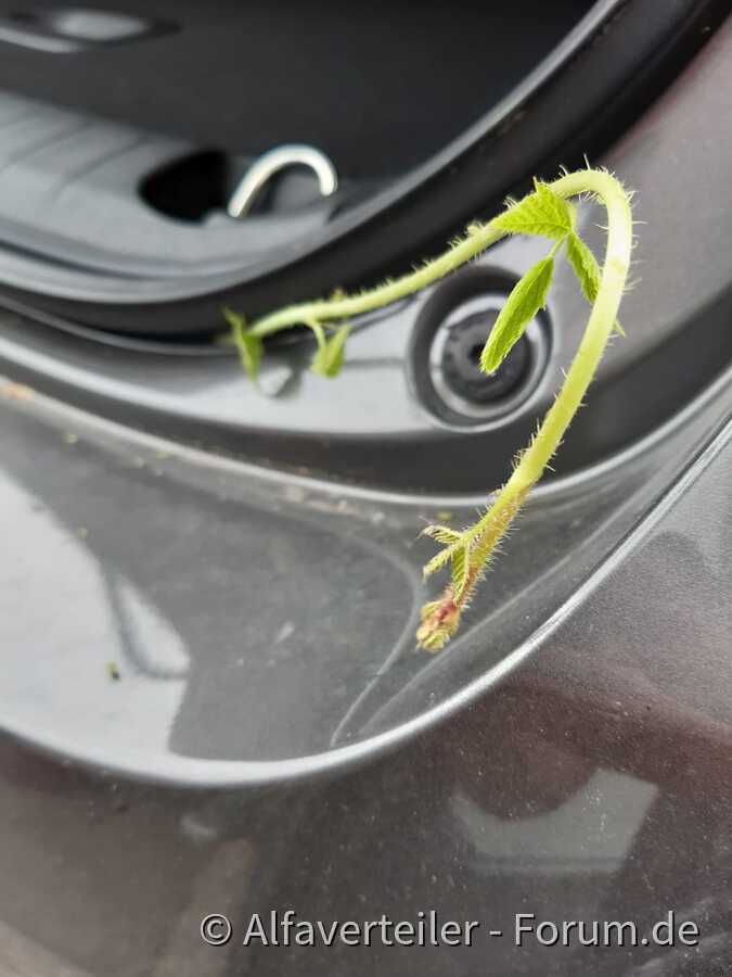 Die Natur holt sich alles zurück