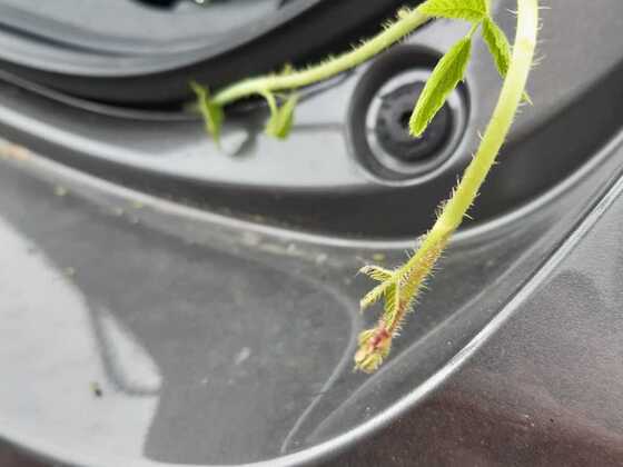 Die Natur holt sich alles zurück