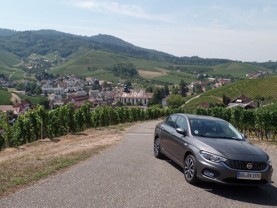 Der Tipo und die Weinberge über Durbach