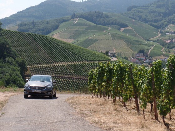 Der Tipo und die Weinberge über Durbach