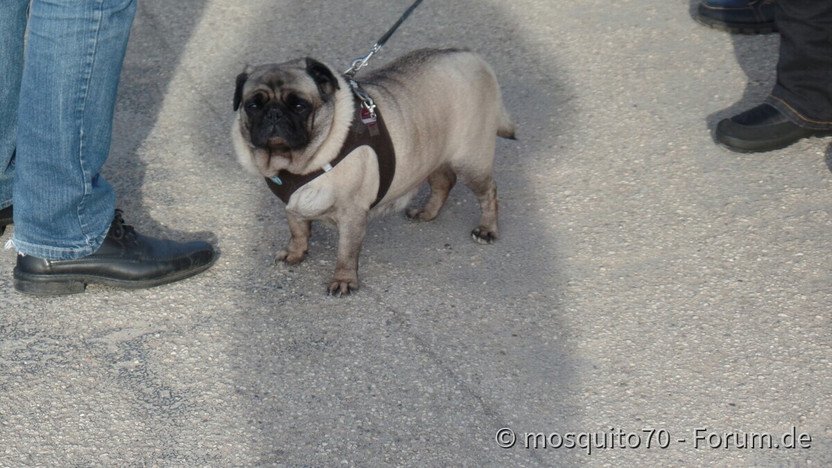 Tipo Treffen an der Classic Remise in Düsseldorf
