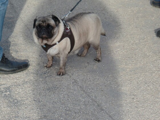 Tipo Treffen an der Classic Remise in Düsseldorf
