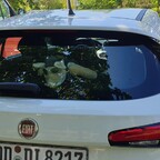 weißer  Bomber