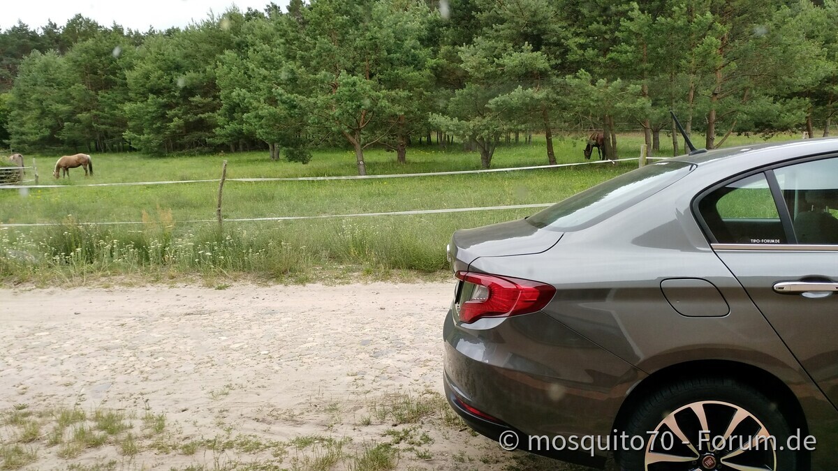 Mein Tipo und andere Pferdchen