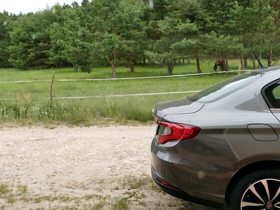 Mein Tipo und andere Pferdchen