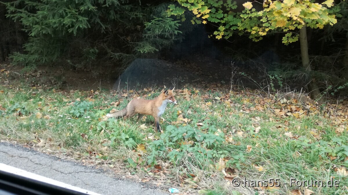 Herbst