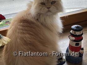 Unsere 4 Katzen Tabby,Lucie,Meily und Kater Felix