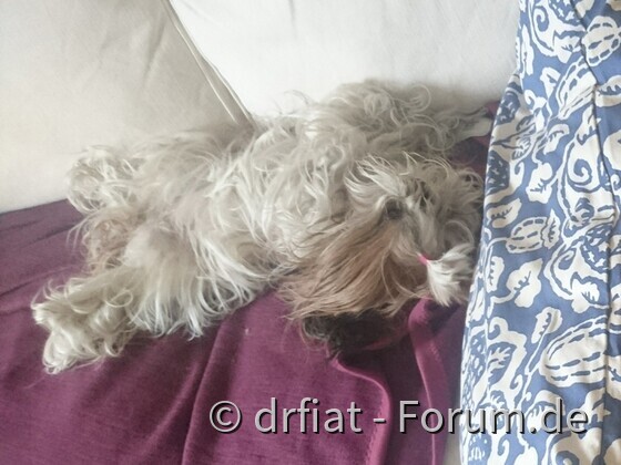 Couch für heute verloren.
