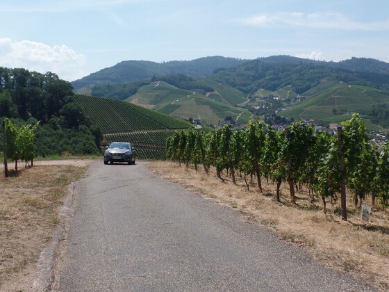 Der Tipo und die Weinberge über Durbach
