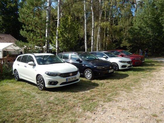 Tipos im Wald