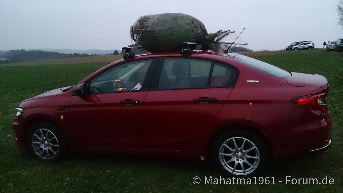 Tipo mit Tannenbaum