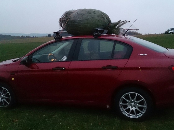 Tipo mit Tannenbaum