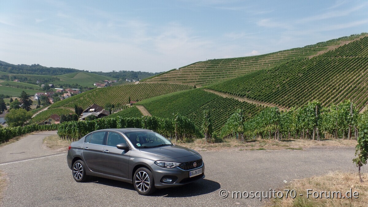 Der Tipo und die Weinberge über Durbach