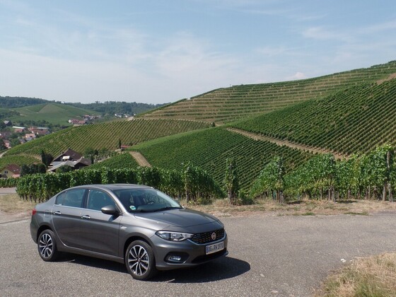Der Tipo und die Weinberge über Durbach