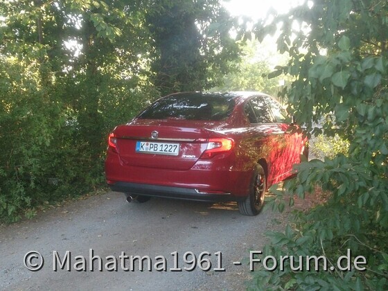 Morgendliche Waldbesichtigung