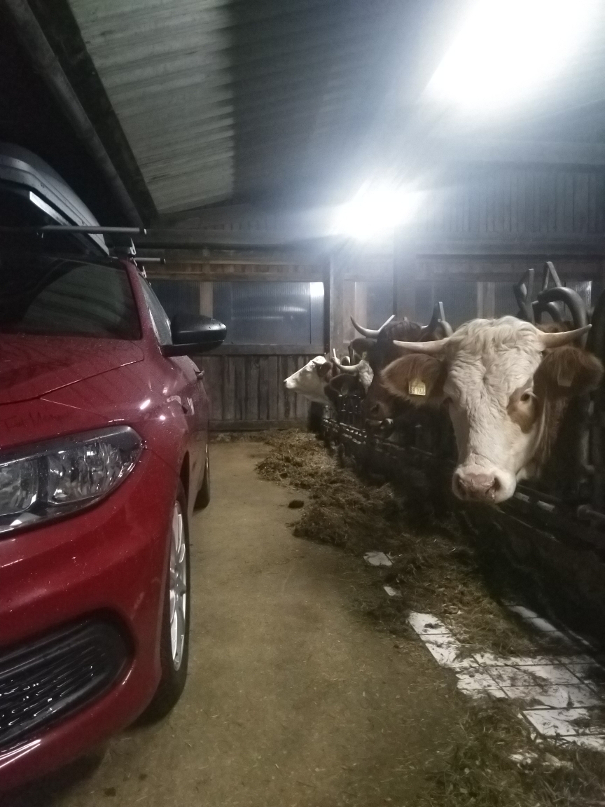 Attraktion im Kuhstall