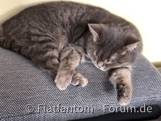 Unsere 4 Katzen Tabby,Lucie,Meily und Kater Felix