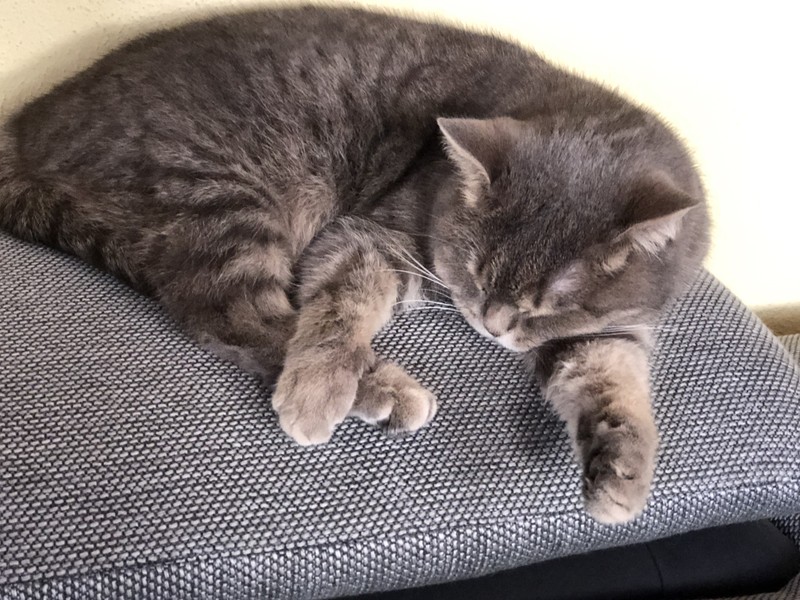 Unsere 4 Katzen Tabby,Lucie,Meily und Kater Felix