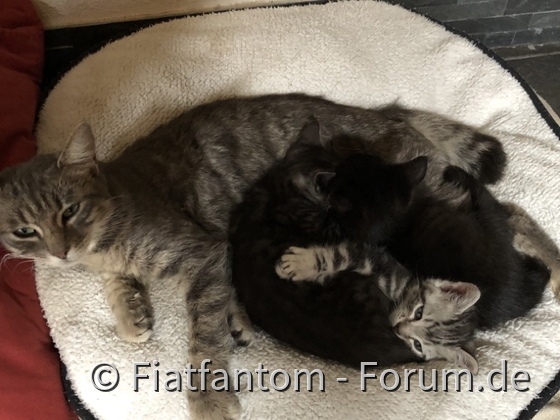 Mittagsschlaf der Katzenfamilie