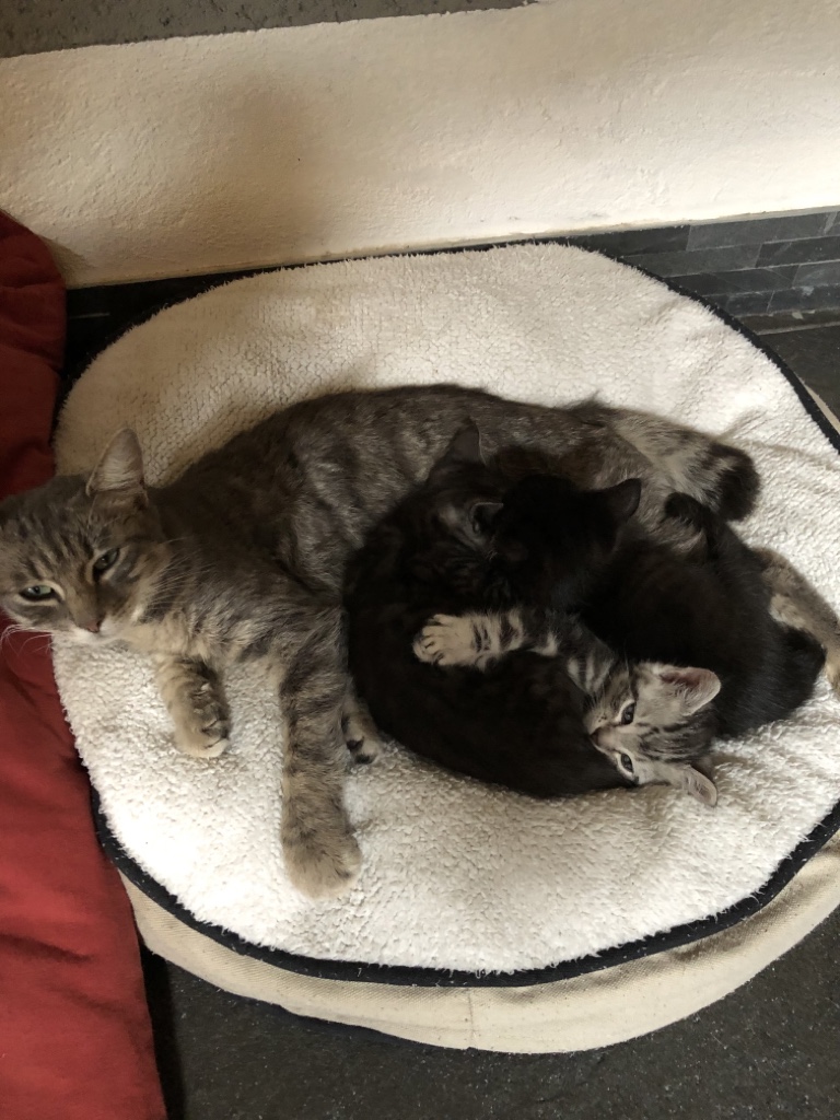 Mittagsschlaf der Katzenfamilie