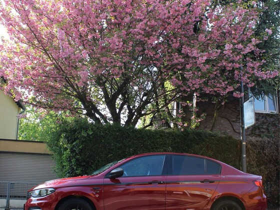 Kirschblüte & Tipo