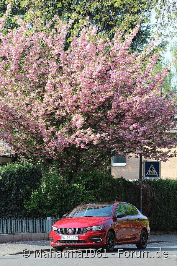 Kirschblüte & Tipo