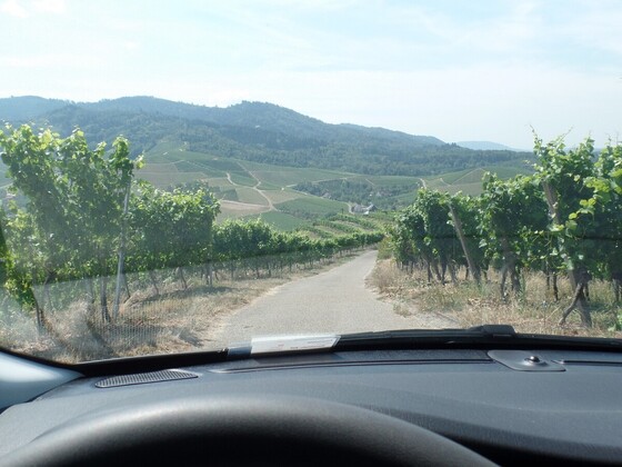 Der Tipo und die Weinberge über Durbach