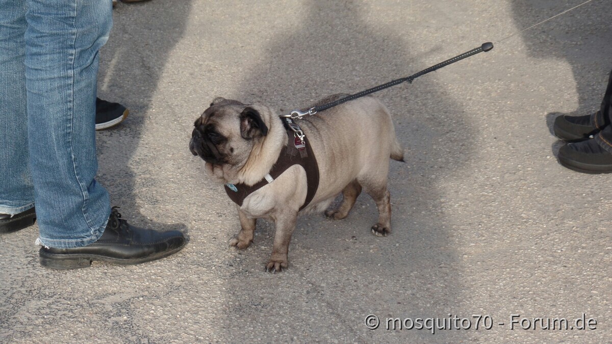 Tipo Treffen an der Classic Remise in Düsseldorf