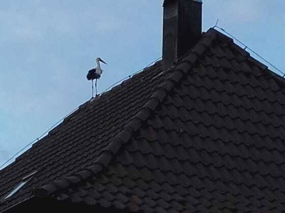 Besuch vom Storch