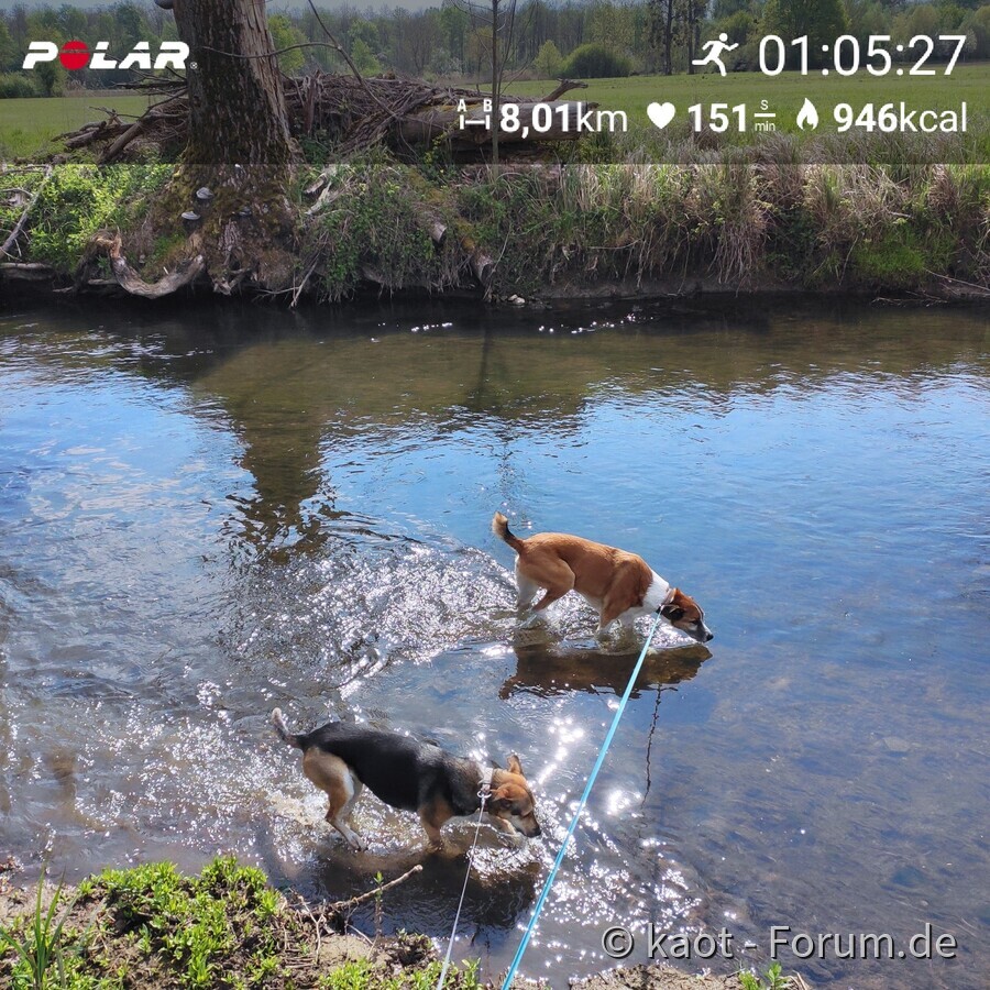 joggen mit den Hunden