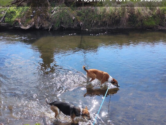 joggen mit den Hunden