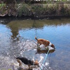 joggen mit den Hunden