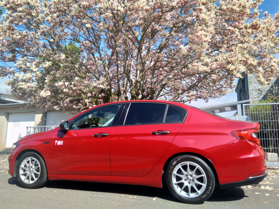 Magnolien vs. Tipoblüte