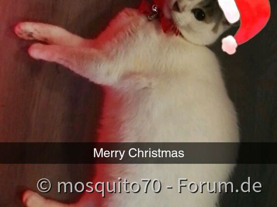Unser Hauskater im Weihnachtsfieber