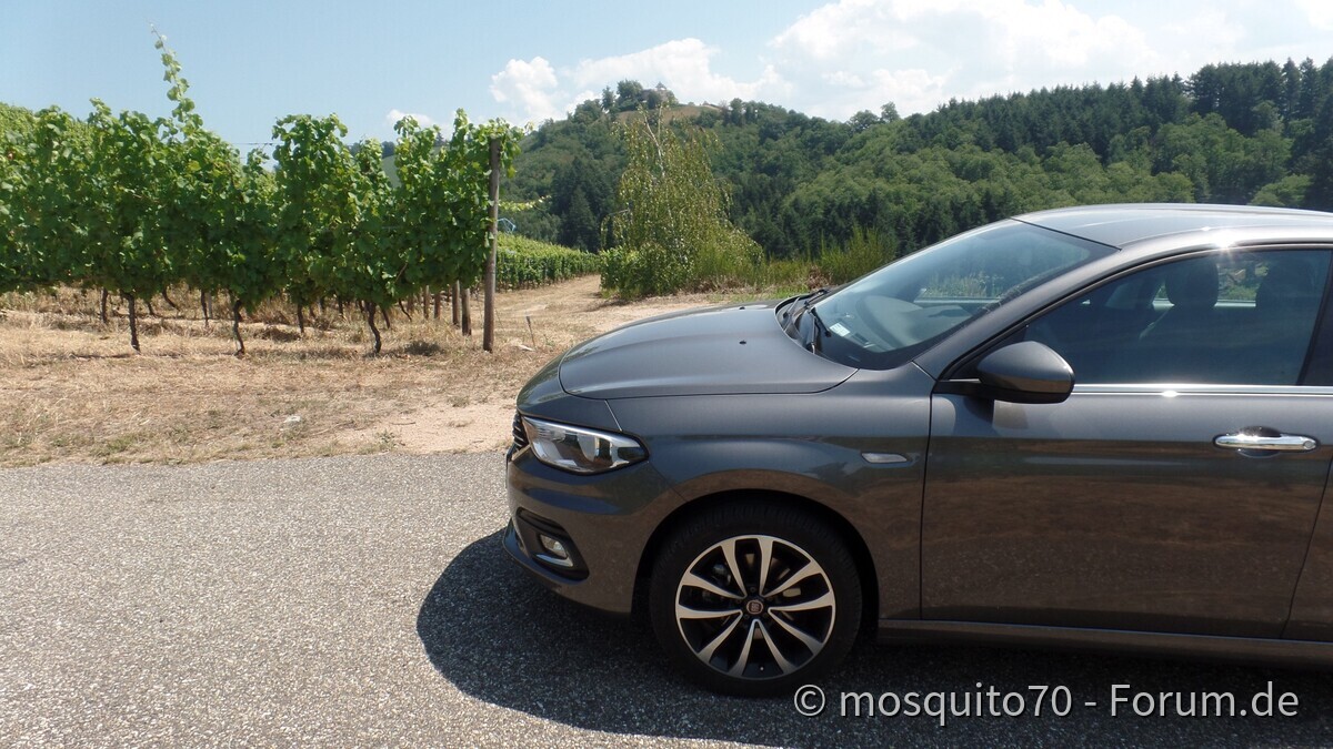 Der Tipo und die Weinberge